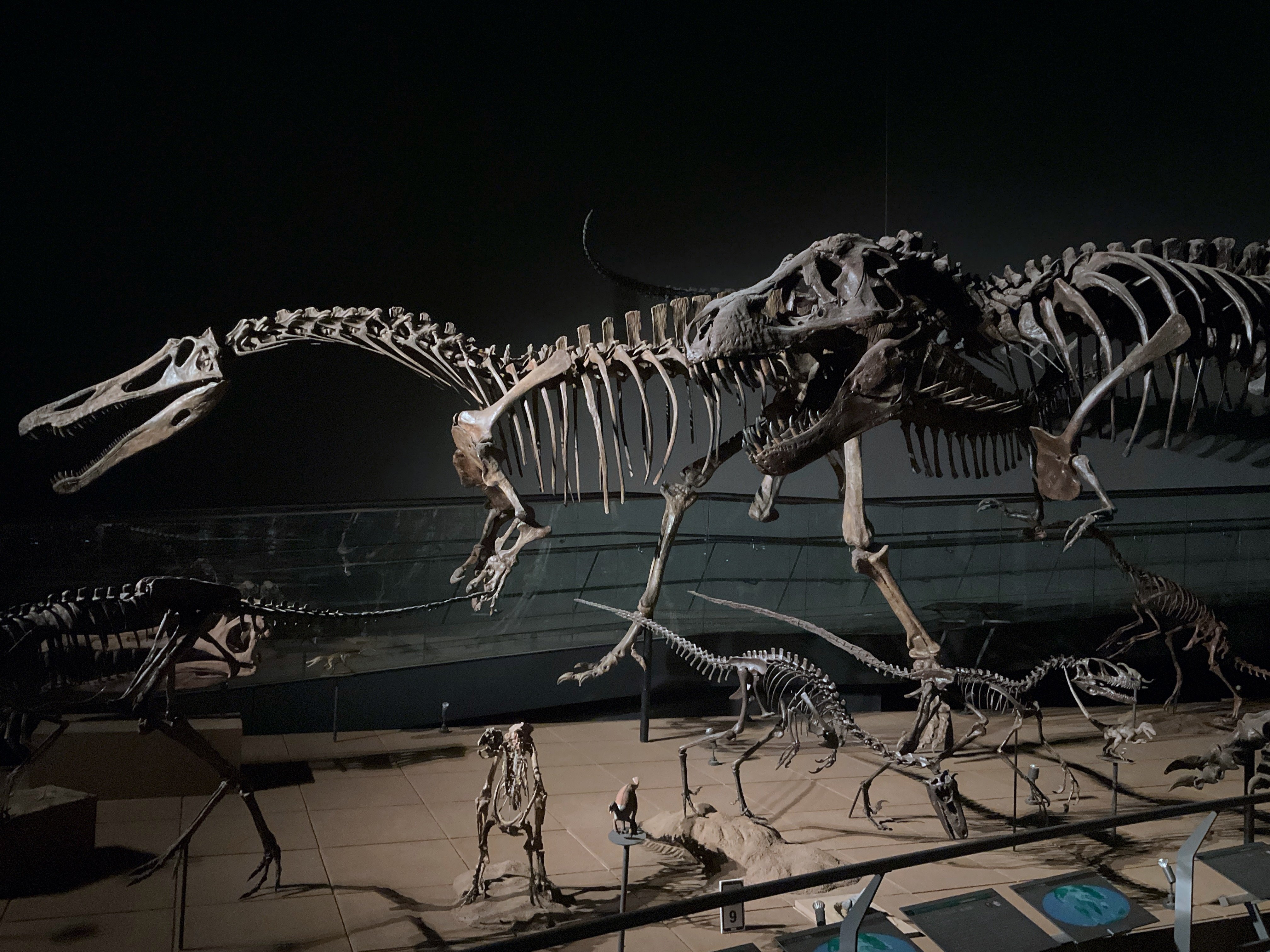 【大注目！】室数限定！恐竜博物館プレミアムナイトミュージアムツアープラン販売開始！！