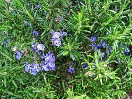 ♬5月からの新しい香り♪サウナアロマオイルの香りがかわります🌼